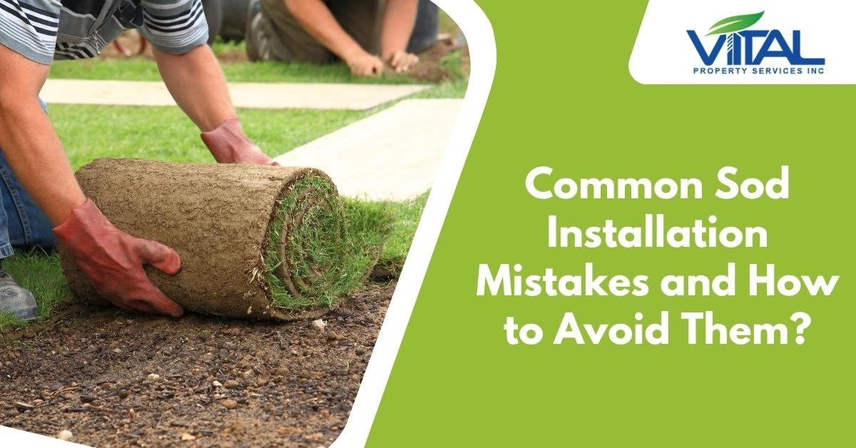 Common Sod Installation Mistakes and How to Avoid Them?