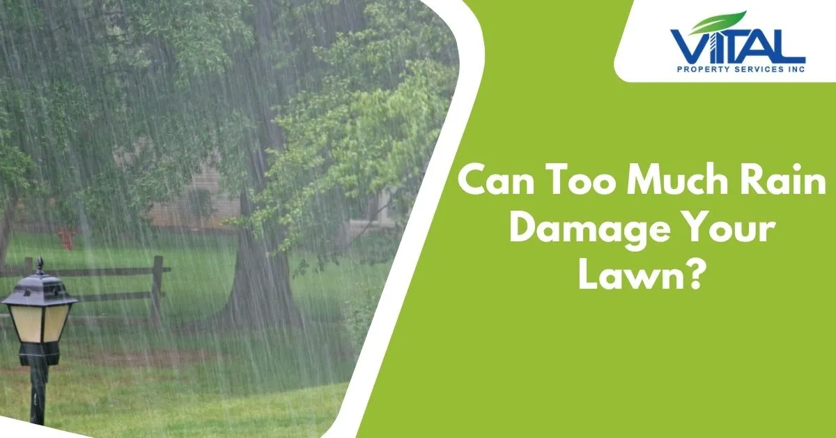 Can Too Much Rain Damage Your Lawn?